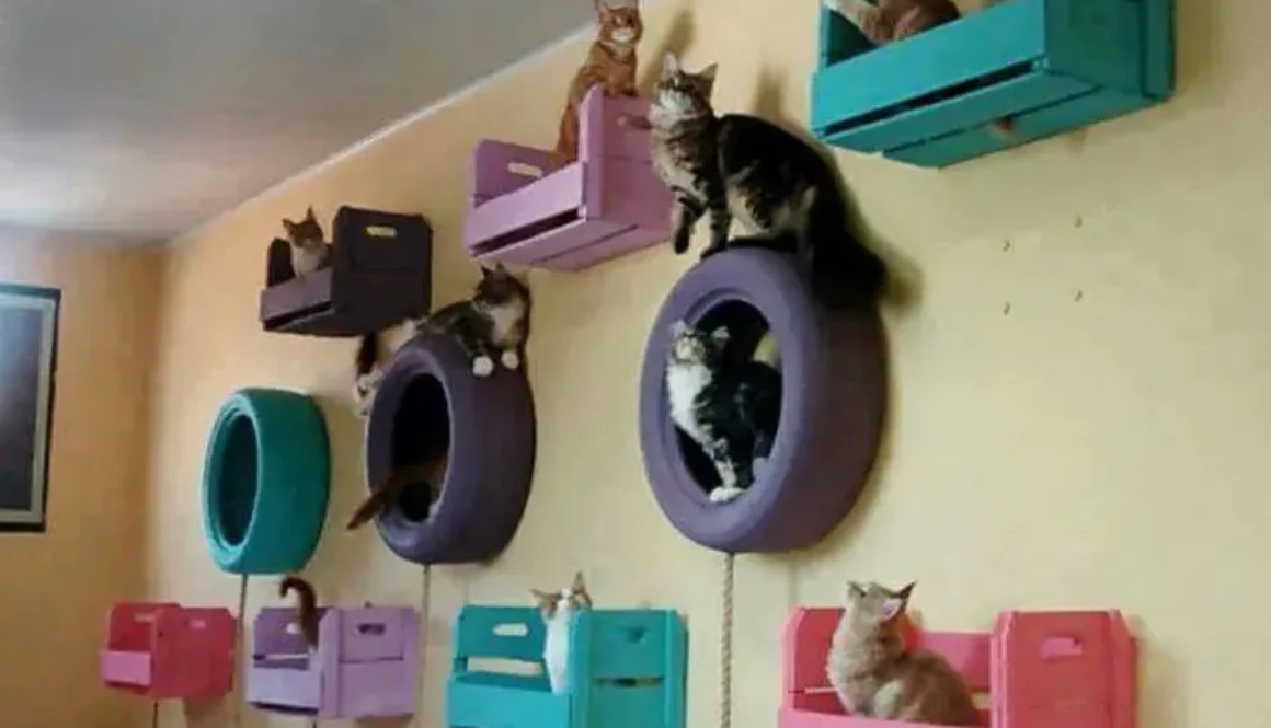Cat houses made out of tires