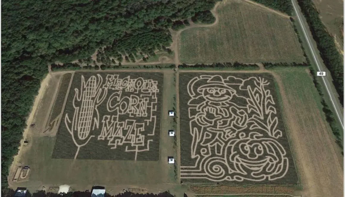 Magnolia corn maze